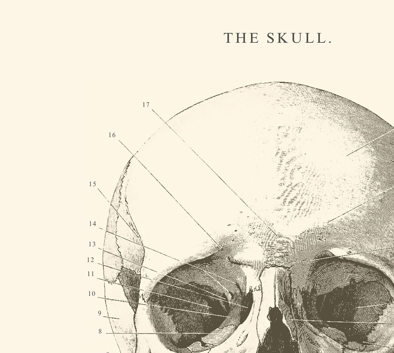 Anatomical Skull Print - Printable Wall Art - Skull Wall Art - Vintage ...