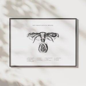 Female Anatomy Print - Printable Wall Art -  Gynecology Wall Art - Gynecologist Gift - Vintage Anatomy - Uterus - Ovaries -Scientific Poster