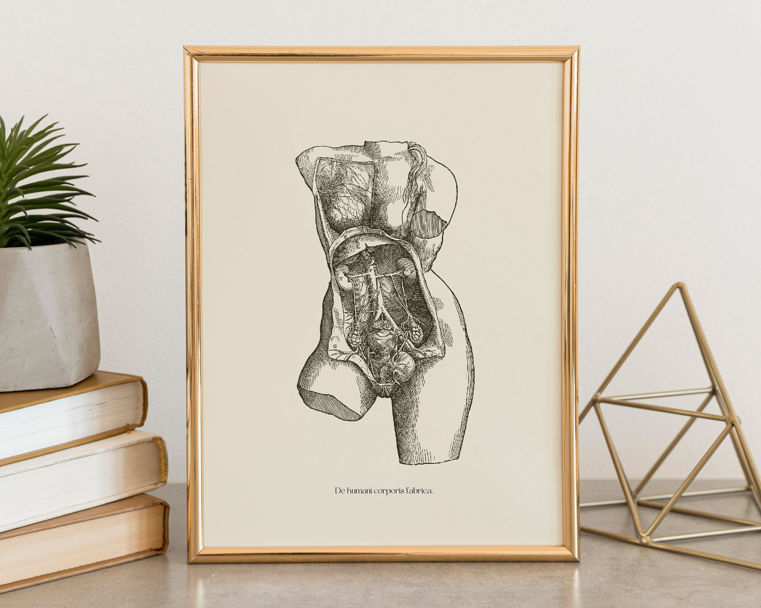 Vintage Female Anatomy Print: Vesalius Scientific Poster (digital ...