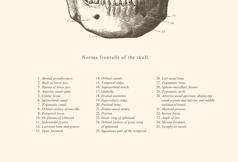 Anatomical Skull Print - Printable Wall Art - Skull Wall Art - Vintage ...