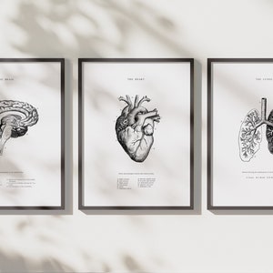 Corazón anatómico - Cerebro anatómico - Pulmones humanos - Juego de 3 - Impresión de corazón anatómico - Arte imprimible - Anatomía humana vintage - Póster científico