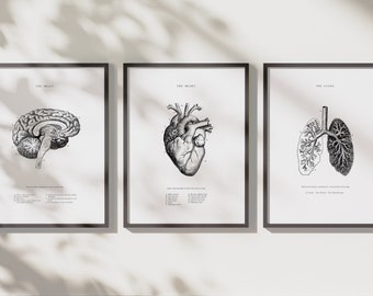 Anatomical Heart -Anatomical Brain -Human Lungs - Set of 3 -Anatomical Heart Print -Printable Art -Vintage Human Anatomy -Scientific Poster