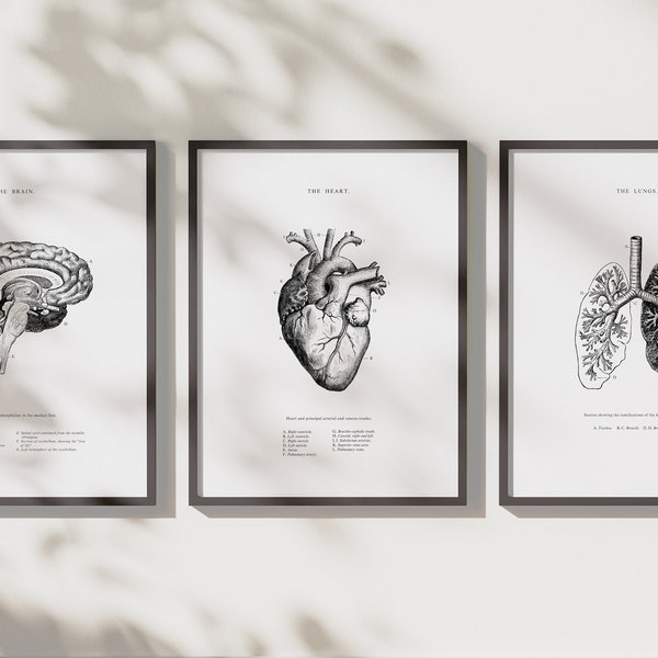 Anatomisch hart - anatomische hersenen - menselijke longen - set van 3 - anatomische hartprint - afdrukbare kunst - vintage menselijke anatomie - wetenschappelijke poster