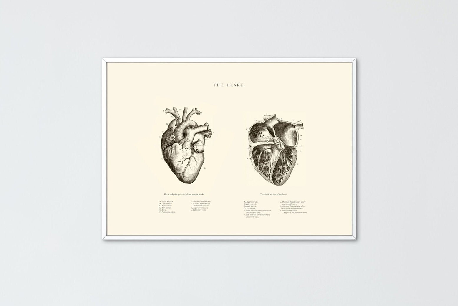 Anatomical Heart Print Printable Wall Art Heart Wall Art - Etsy