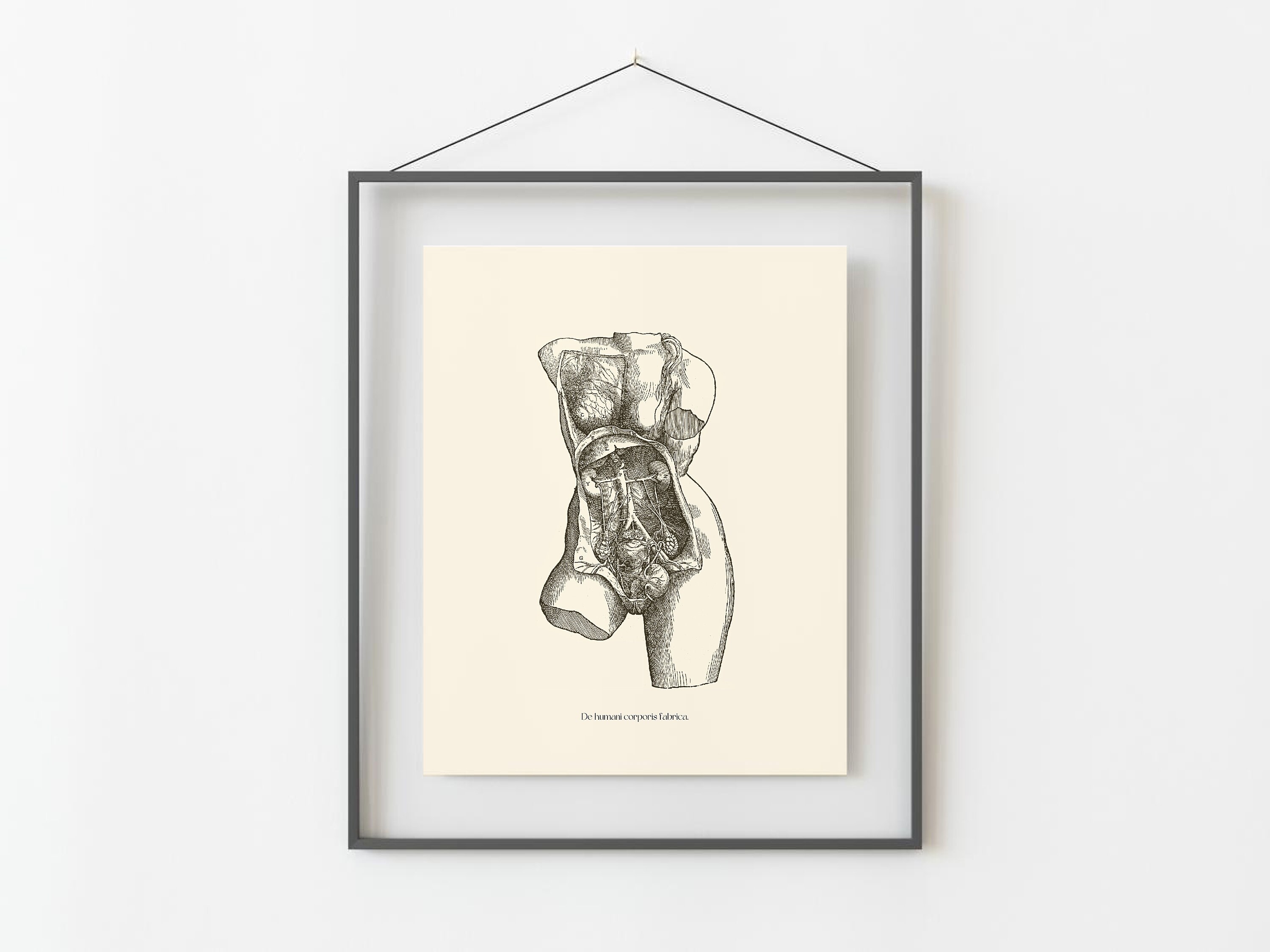 Vintage Female Anatomy Print: Vesalius Scientific Poster (digital ...