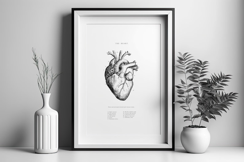 May include: Black and white anatomical illustration of a human heart with labeled parts. The image is framed and displayed on a white wall with a vase of greenery and a potted plant.