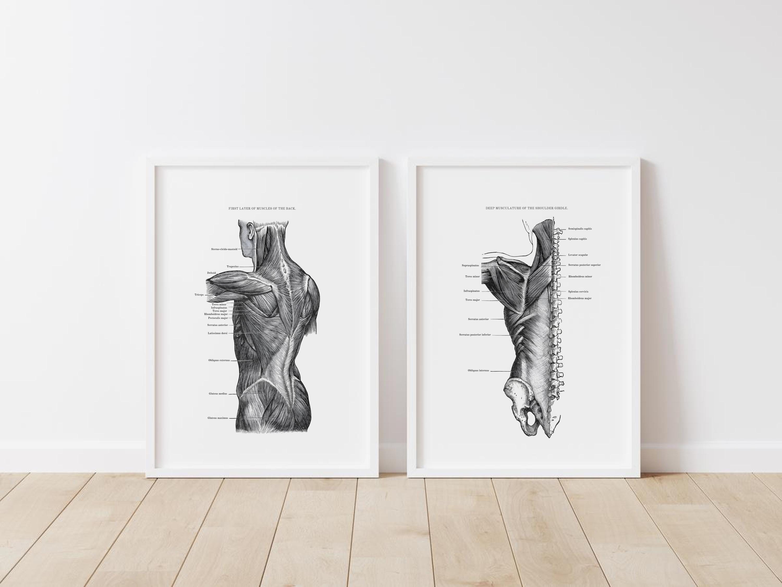 Vintage Anatomy Print: Muscles of the Back and Shoulder (digital ...