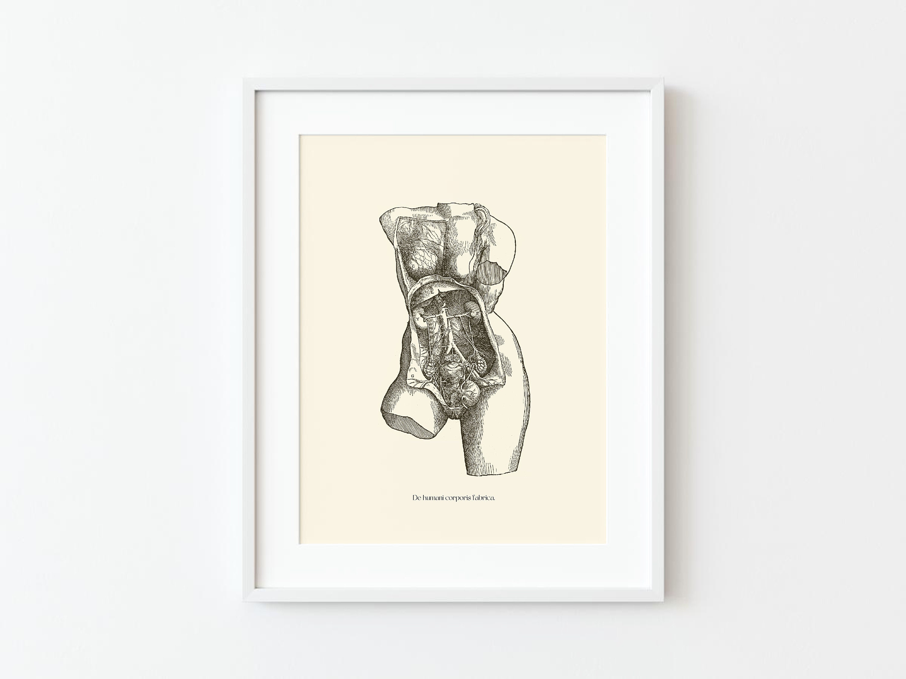 Vintage Female Anatomy Print: Vesalius Scientific Poster (digital ...