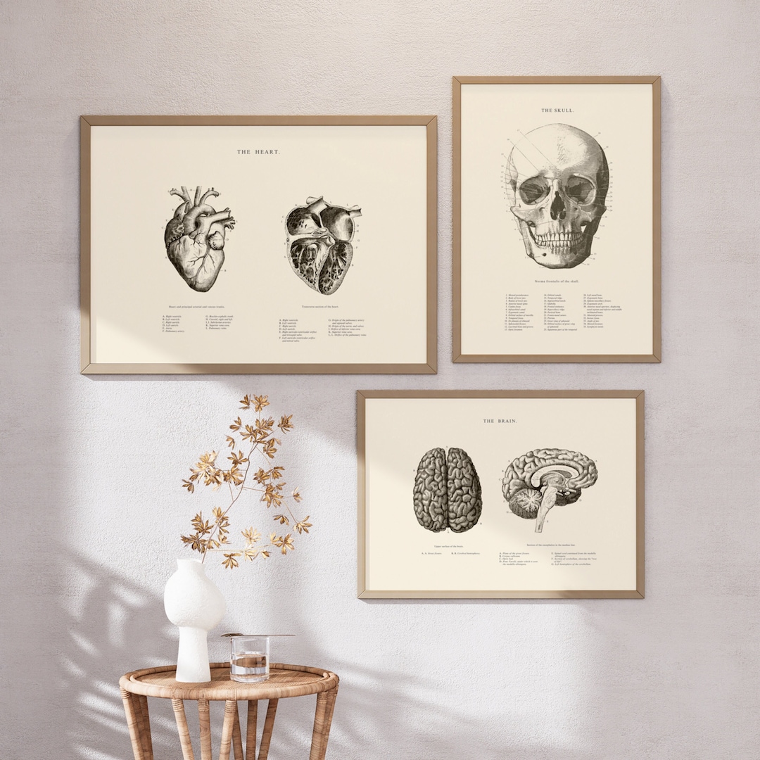 Anatomical Heart -anatomical Brain -human Skull -set of 3 -anatomical ...