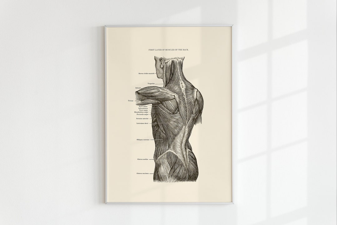 Muscles of the Back Print - Anatomy Art Printable - Vintage Anatomy ...