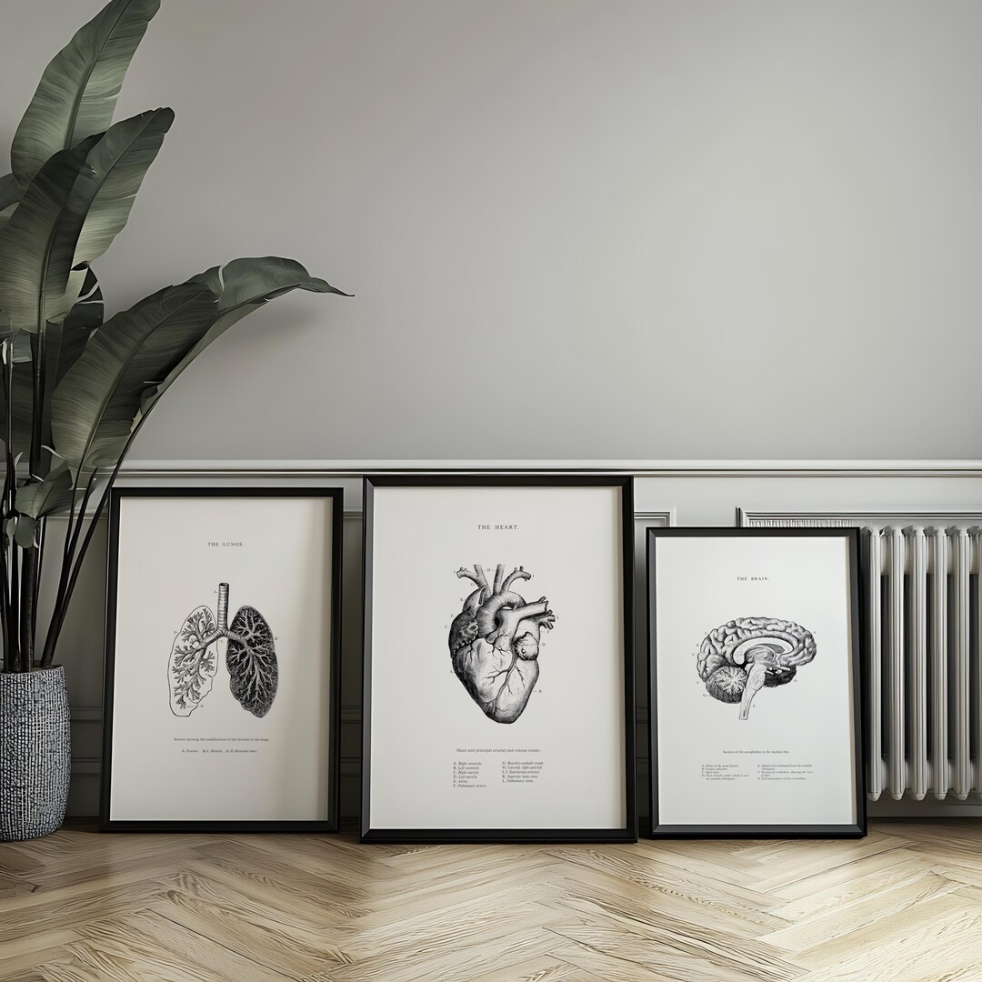 Anatomical Heart, Brain, Lungs Prints: Vintage Anatomy Art (set of 3 ...
