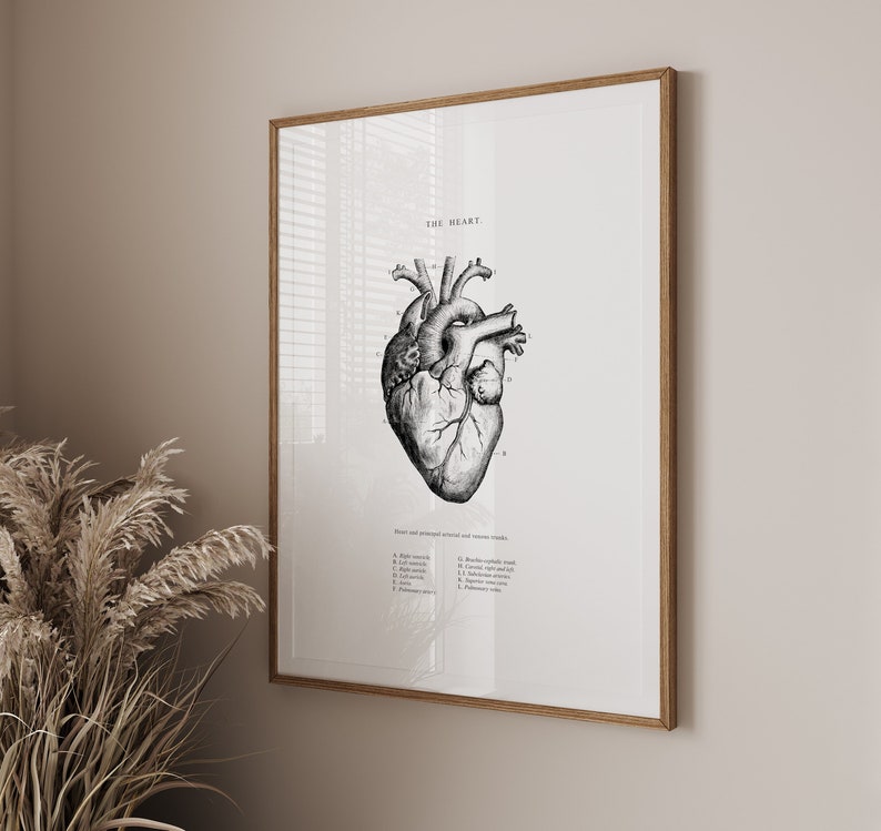 May include: A black and white anatomical illustration of the human heart with labeled parts. The title "THE HEART" is at the top of the image.