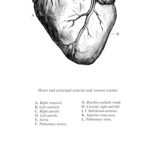 May include: A black and white anatomical illustration of the human heart and its major arteries and veins. The image is labeled with letters corresponding to the different parts of the heart, including the right ventricle, left ventricle, right auricle, left auricle, aorta, pulmonary artery, brachio-cephalic trunk, carotid arteries, subclavian arteries, superior vena cava, and pulmonary veins.