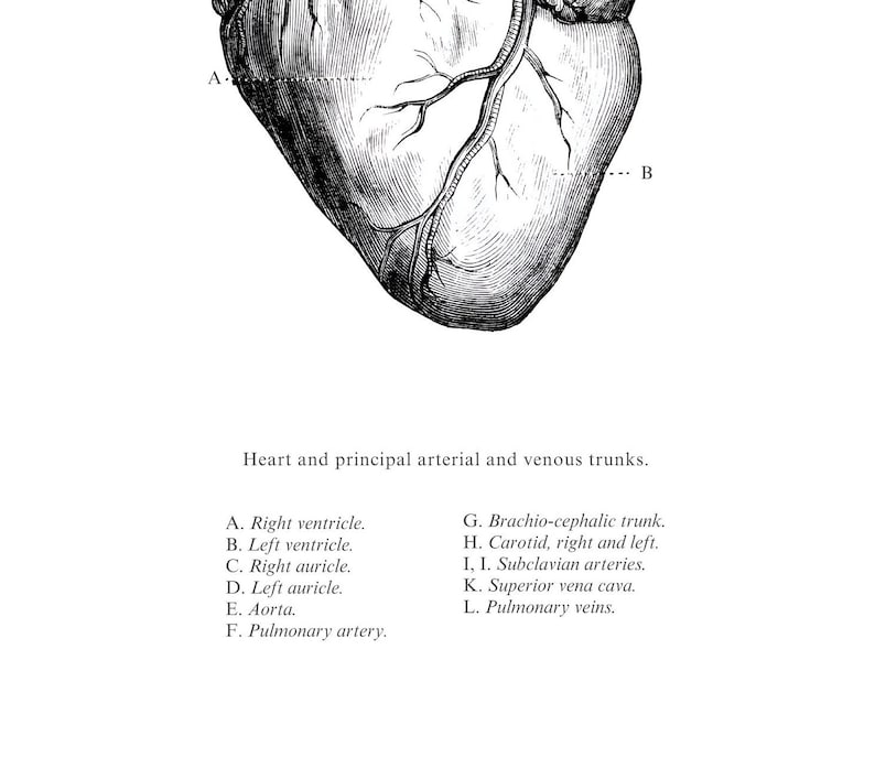 May include: A black and white anatomical illustration of the human heart and its major arteries and veins. The image is labeled with letters corresponding to the different parts of the heart, including the right ventricle, left ventricle, right auricle, left auricle, aorta, pulmonary artery, brachio-cephalic trunk, carotid arteries, subclavian arteries, superior vena cava, and pulmonary veins.
