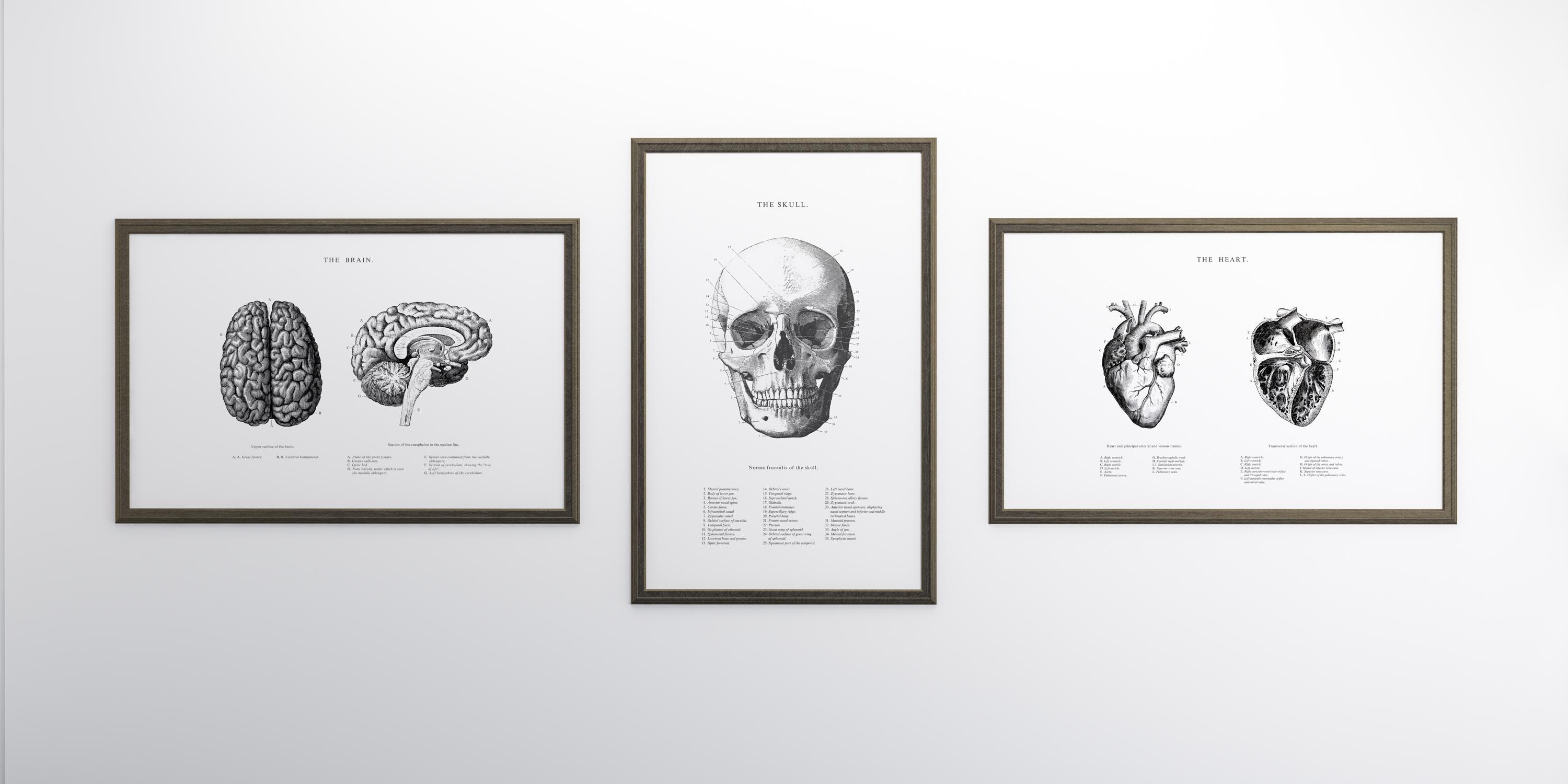 Anatomical Heart Brain Skull Print Set: Vintage Anatomy Art (digital ...