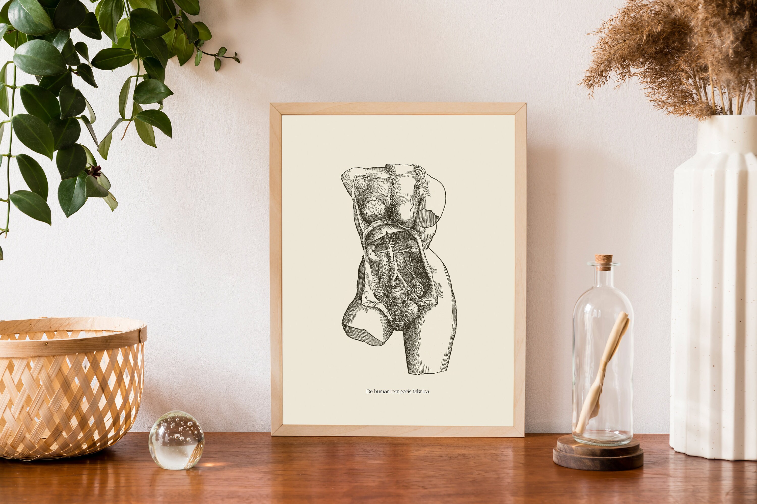 Vintage Female Anatomy Print: Vesalius Scientific Poster (digital ...