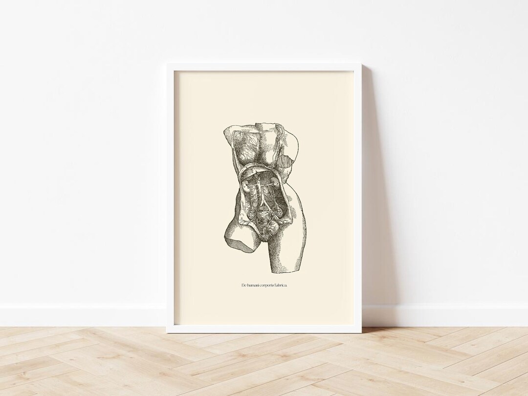 Vintage Female Anatomy Print: Vesalius Scientific Poster (digital ...