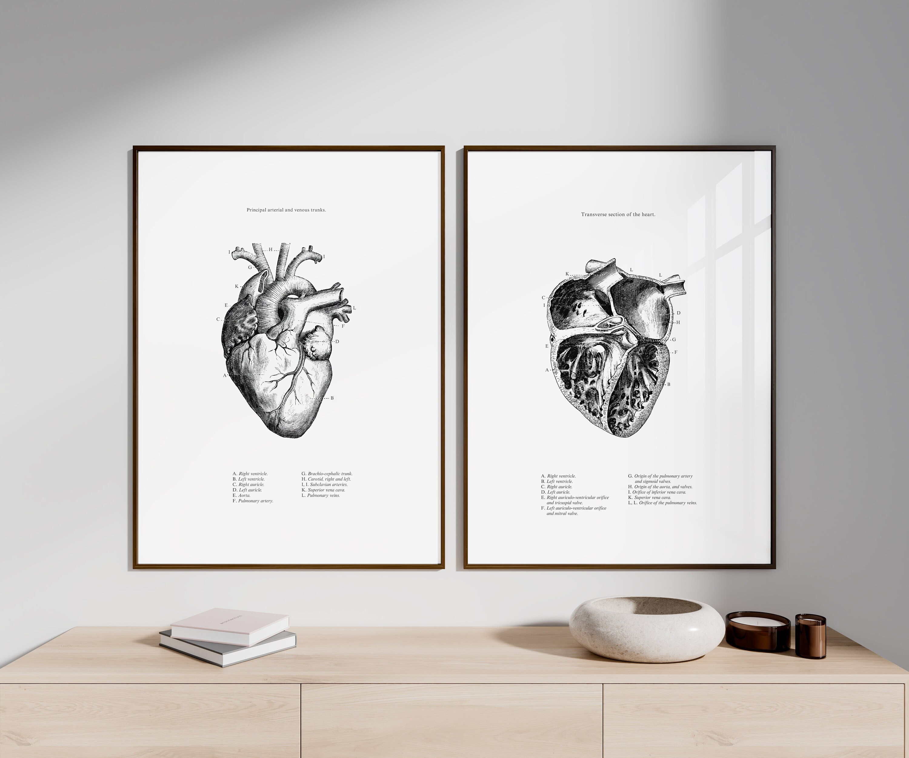 Anatomisches Herz Print - druckbare Wandkunst - Herz Wandkunst - Vintage Illustrationen - Wohnkultur - Anatomie des menschlichen Herzens - wissenschaftliches Poster
