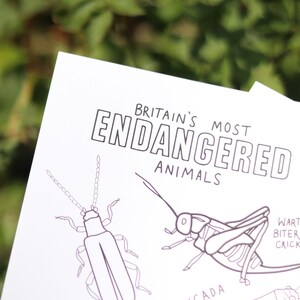 Wildlife Colouring Sheets Printable 2 A4 Colouring Sheets Britian s wildlife-colouring-sheets-printable-2-a4-colouring-sheets-britian-s