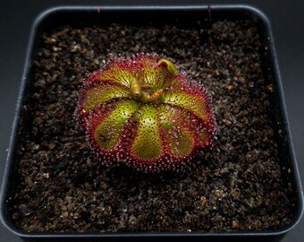 Drosera admirablis (Palmiet River) -- Carnivorous Plants -- Easier Plant to Grow