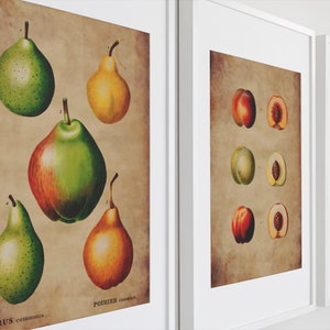 Juego de 3 impresiones botánicas vintage, ilustración clásica de frutas botánicas, impresión de arte digital vintage, decoración de pared de cocina