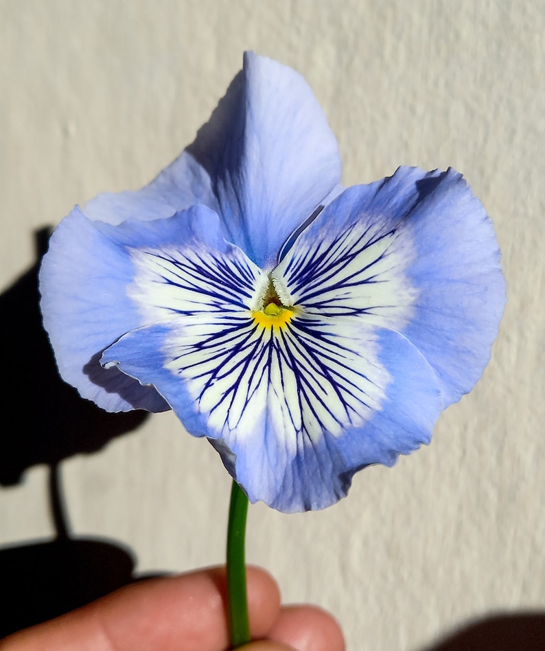 Violet pendant, Botanical Amulet, real flower pendant, resin jewel, jewel with flower, natural pendant, wire pendant image 3