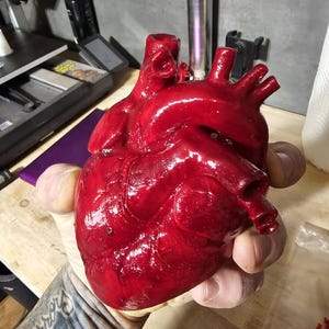 May include: A three-dimensional anatomical heart model with a glossy, deep red finish. The sculpture features realistic textures, including visible veins, arteries, and chambers, crafted with a smooth, reflective surface that mimics biological tissue.