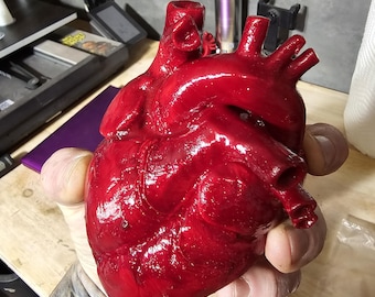 May include: A glossy, red anatomical heart model. The heart is held in a gloved hand, showcasing its detailed structure. The model has a realistic appearance, with visible veins and chambers, and is likely used for educational or decorative purposes.