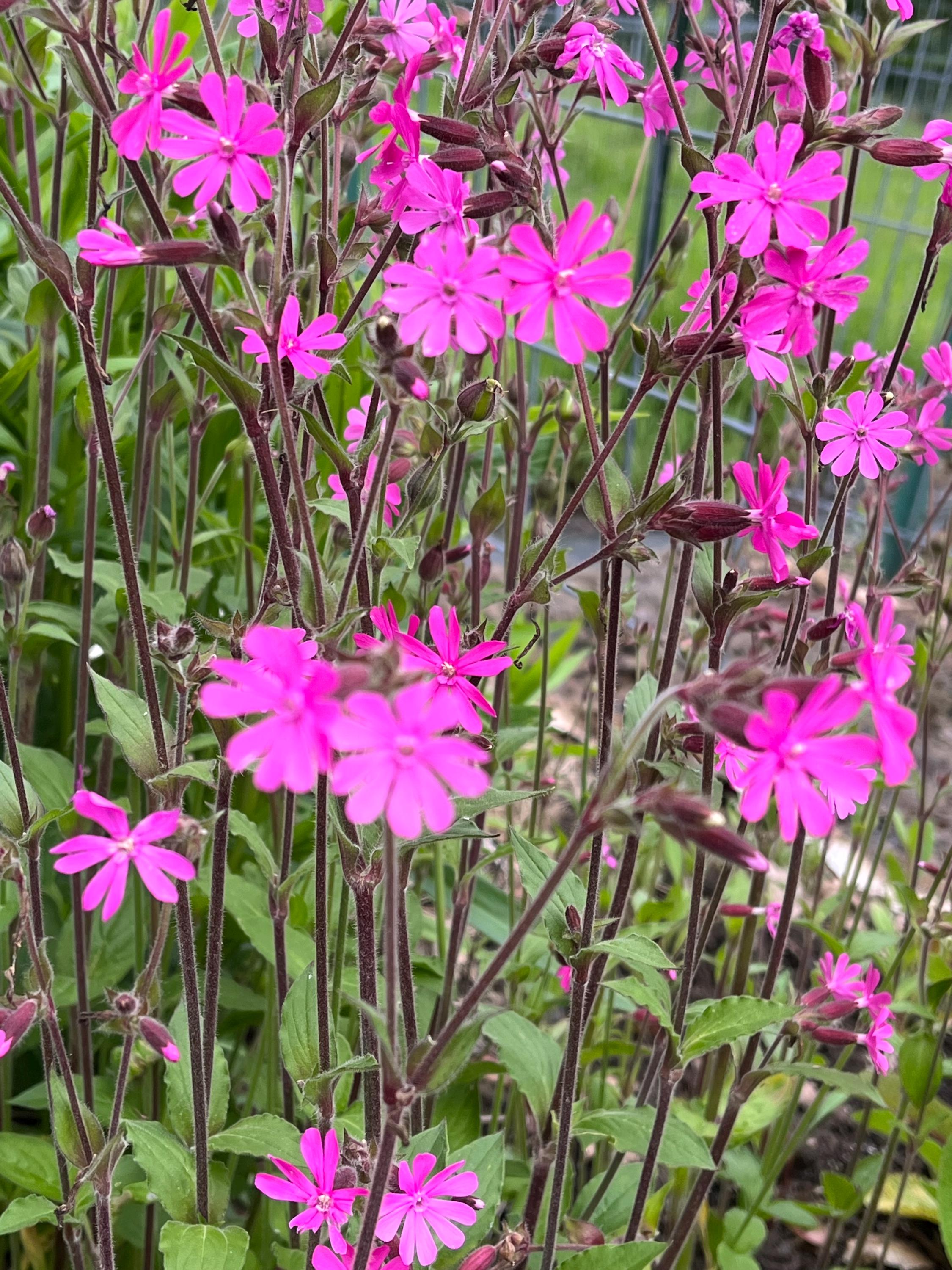 Red Campion, Red Catchfly, Silene Dioica - 100 Seeds - Etsy