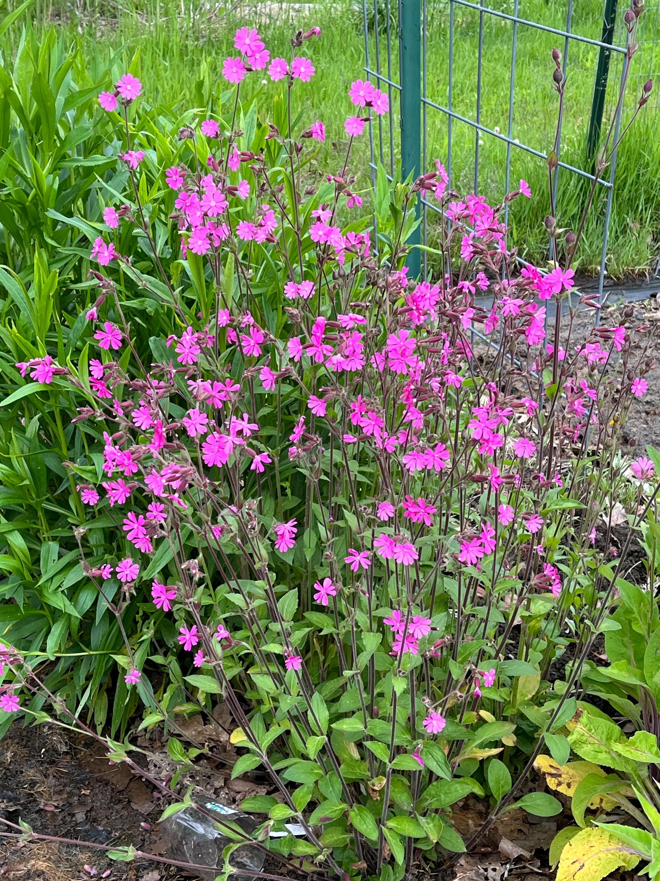 Red Campion, Red Catchfly, Silene Dioica - 100 Seeds - Etsy
