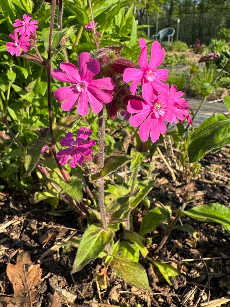 Red Campion, Red Catchfly, Silene Dioica - 100 Seeds - Etsy