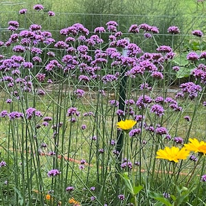 Tall Verbena bonariensis (100 Seeds)