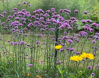 Tall Verbena bonariensis (100 Seeds)