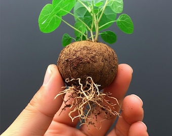 Rare Stephania Erecta Caudex Bulb – Exotic Elephant Foot Succulent Houseplant