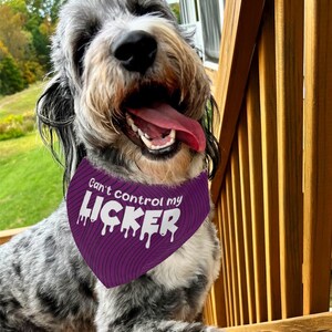 May include: A gray and white dog wearing a purple bandana with the text "Can't control my licker" in white. The dog is looking at the camera with its tongue sticking out.