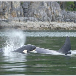 Custom 11&quot;x24&quot; Canvas Print Mom and Calf Orca Whales