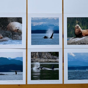 Set aus 6 Fotokarten, Original Fotografien, Meeressäuger, British Columbia