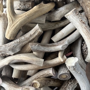 1# Large Deer Antler Dog Chews 1LB 5”+ Long 3-7 pcs