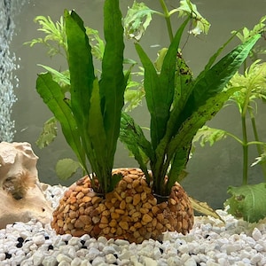 Aquarium Plant Holder for Java Ferns, Anubias, Lucky Bamboo, and Other Stem Plants