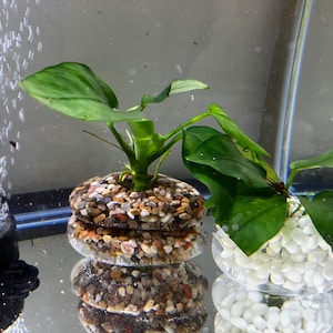 Può includere: Due piante in vaso con foglie verdi in un contenitore di vetro trasparente. Le piante sono su una superficie bianca. Il contenitore a sinistra ha uno strato di piccole pietre colorate. Il contenitore a destra ha uno strato di pietre bianche.