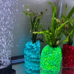 Può includere: Tre vasi di vetro riempiti con ghiaia colorata per acquario, ognuno contenente un tipo diverso di pianta acquatica verde. I vasi sono su una superficie nera con un gorgogliatore d'acqua in primo piano.