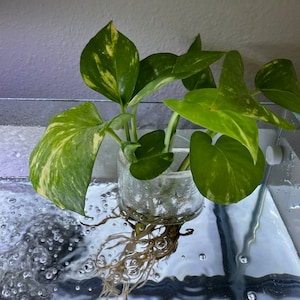 Può includere: Una pianta in vaso con foglie variegate verdi e gialle sta crescendo in un contenitore di vetro trasparente. La pianta è seduta in un serbatoio di vetro trasparente pieno di acqua e bolle.