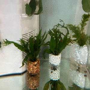 May include: Three clear glass vases with green plants growing inside. The vases are filled with white and brown pebbles. The plants are in a white background.