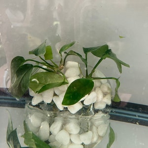 Aquarium Pflanzenhalter für Java Farne, Anubias, Lucky Bamboo und andere Stängelpflanzen