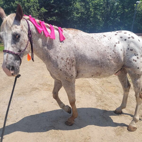 Horse Mane and Tail Bag Etsy