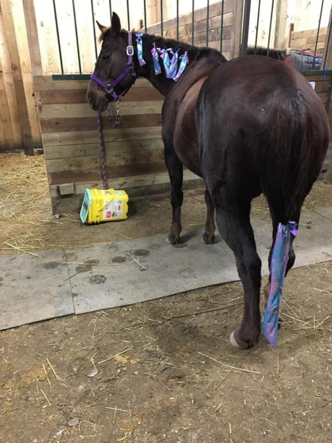 Preorder Grab Bag of Horse Tail Bags Horse Tail Bag Equine Etsy