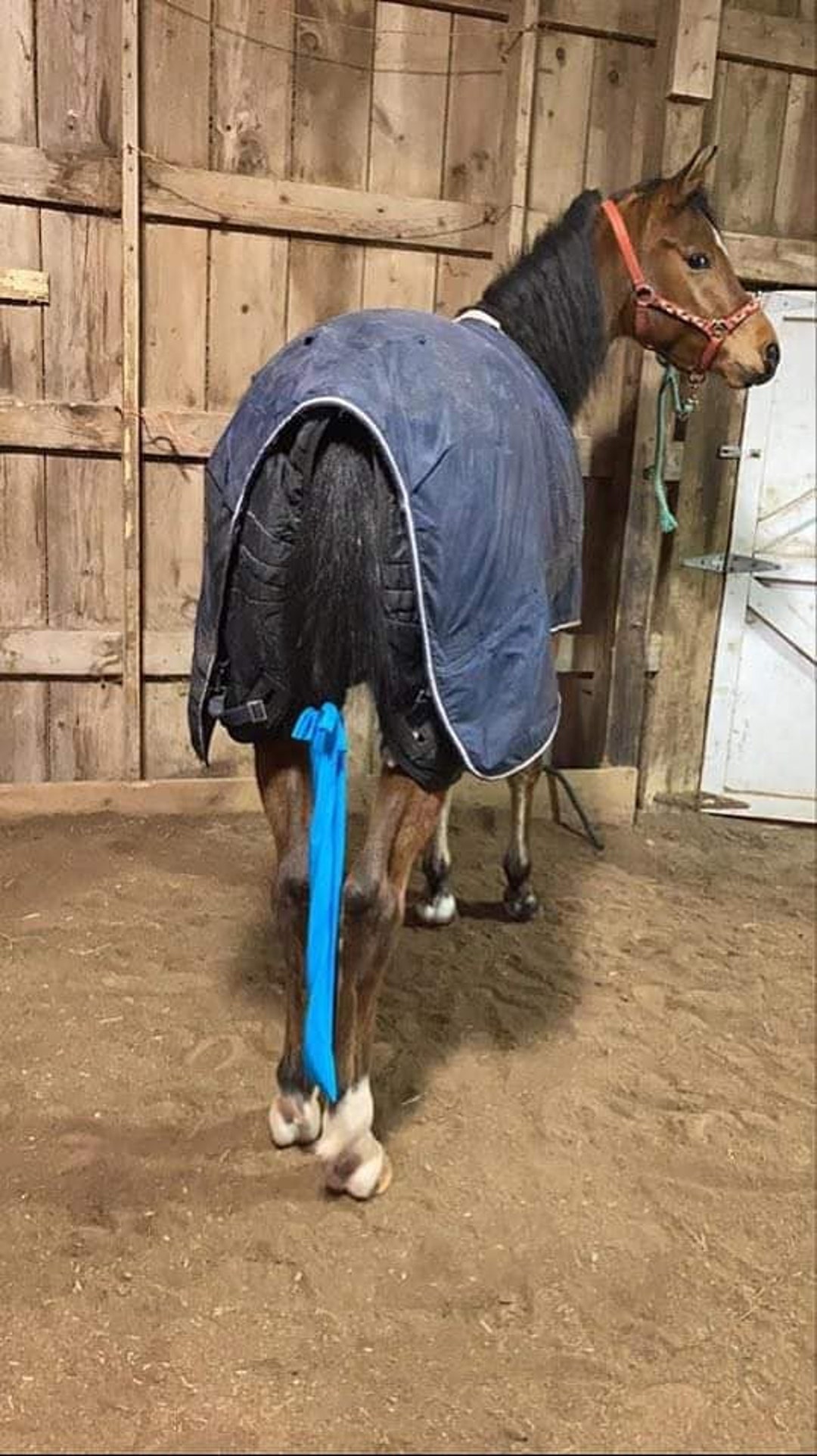 Light Blue Horse Tail Bag Horse Tail Bag Equine Tail Bag Etsy