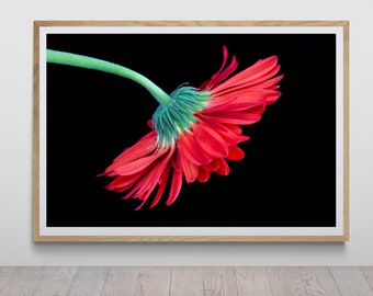 Impression de fleurs rouges sur noir par Tzvika Stein - Art mural - Beauté florale, couleurs complémentaires