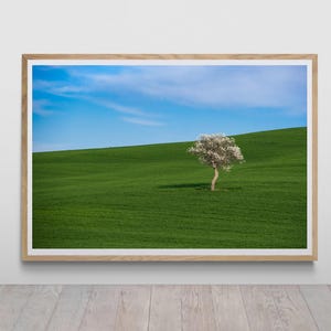 May include: A framed print of a landscape featuring a lone tree with white blossoms on a green hillside under a blue sky. The tree casts a shadow on the grass. The frame is made of light-colored wood.