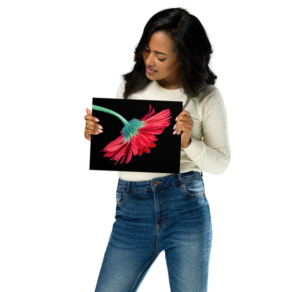 Red Flower on Black Print by Tzvika Stein - Wall Art - Floral
